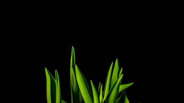 Tulips Grow Bloom Time Lapse — Stock Video