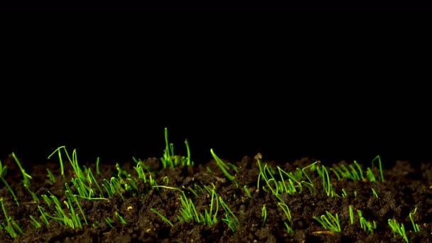 Rápido Crescimento Das Cebolinhas Lapso Tempo — Vídeo de Stock