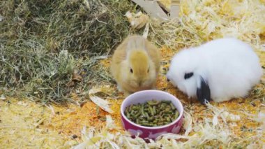 Küçük tavşan yemek ve padok iyi eğlenceler