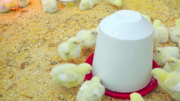 Little Chicks Drink Water Drinkers — Stock Video