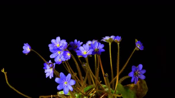 Hepatica Flower Blossoms Time Lapse — Stock Video