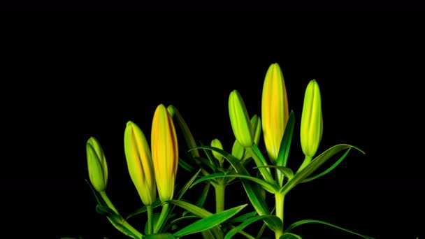 Lírios Amarelos Florescem Time Lapse — Vídeo de Stock