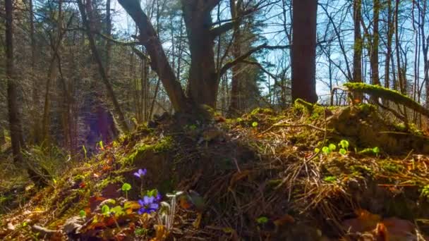 Frühlingswald Und Blumen Zeitraffer Mit Kran — Stockvideo