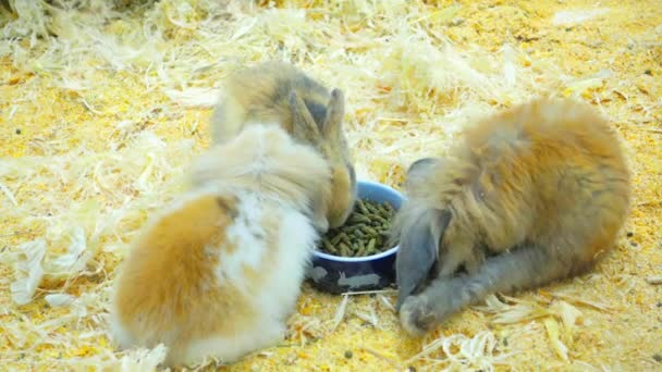 Pequeños Conejos Comen Divierten Paddock — Vídeos de Stock