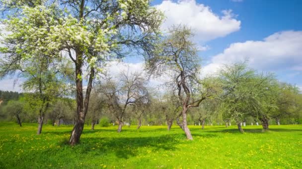 Spring Apple Orchard Panoramic Time Lapse — Stock Video