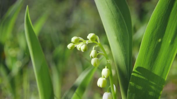 Blooming Lilies Valley Close — Stock Video