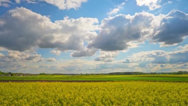 Blooming Rapeseed Field Panoramic Time Lapse — Stock Video