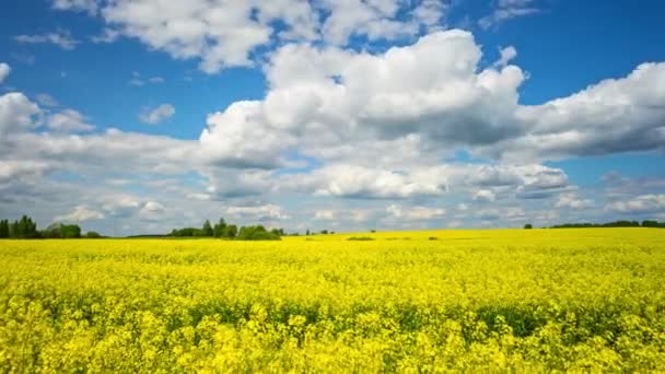 Blühendes Rapsfeld Panorama Zeitraffer — Stockvideo