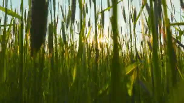 Campo Centeno Atardecer Tiro Con Grúa — Vídeos de Stock