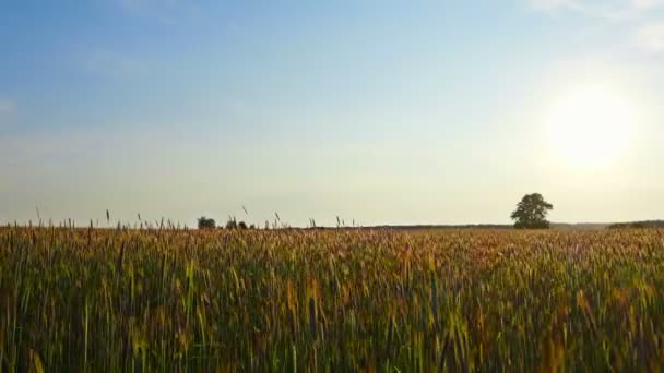 Sonnenuntergang Über Das Roggenfeld Fliegen — Stockvideo