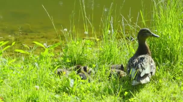 Moeder Eend Met Haar Kuikens Bank — Stockvideo