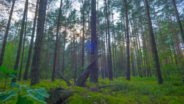 Sonnenuntergang Sommerlichen Zauberwald Zeitraffer Vom Kran Gefilmt — Stockvideo