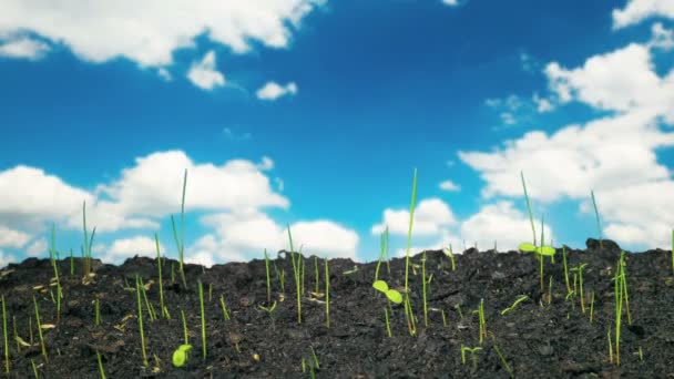 Snelle Groei Van Planten Time Lapse — Stockvideo