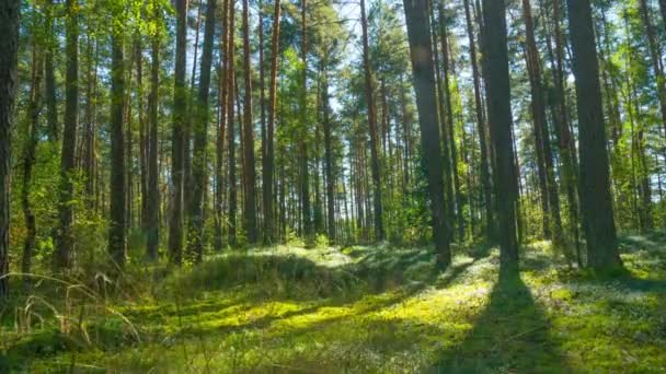 Dennenbos Time Lapse Met Kraan — Stockvideo