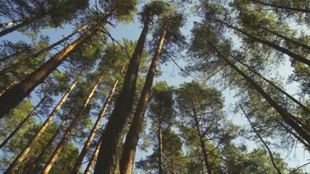 Uzun Boylu Pines Panorama Alttan — Stok video