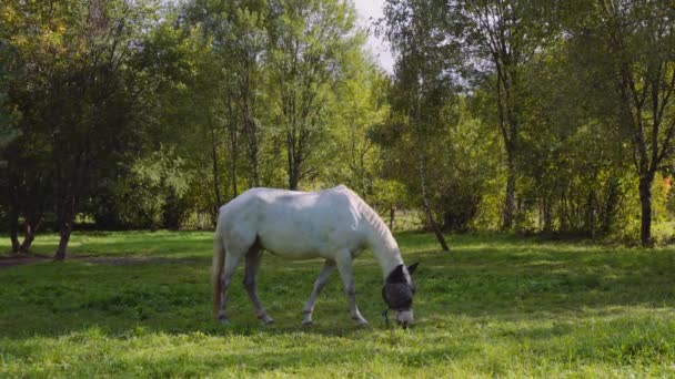 Horse Grazing Meadow — Stock Video