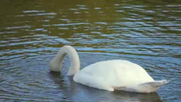 Swan Pulls Out Eats Algae — Stock Video