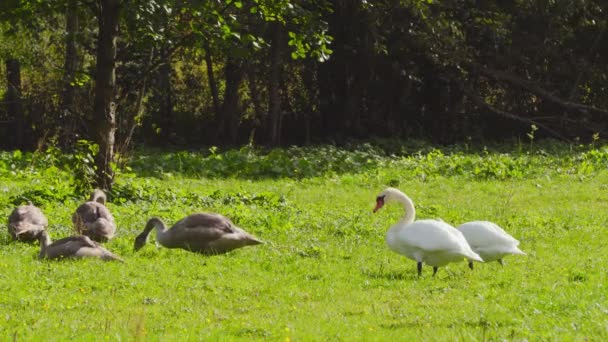 Лебеди Родители Дети Газоне — стоковое видео