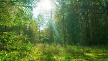 Sihirli orman ve mantarlar, 4k vinç ile hızlandırılmış