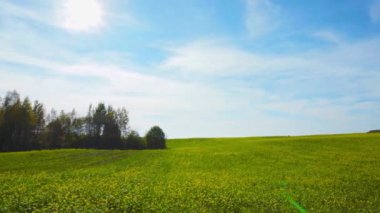 Çiçek açan kolza tohumu ve güneş, pan