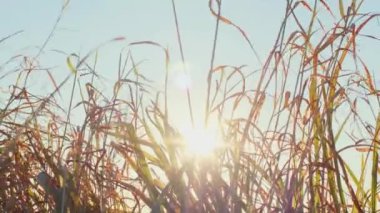 Sonbahar çimleri ve güneş