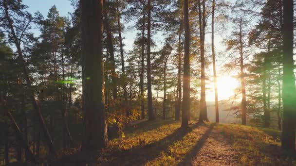 Осенний Лес Солнце Панорама — стоковое видео