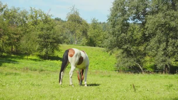 Caballo Pastando Prado — Vídeos de Stock