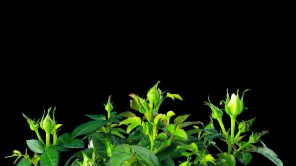 灌木玫瑰生长和开花 阿尔法 — 图库视频影像