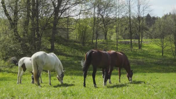 chevaux broutant sur une prairie verte