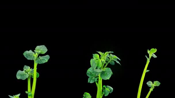 Snel Groeiende Aardappelen Timelapse Met Alfa — Stockvideo