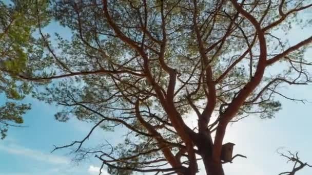 Pin Ramifié Soleil Time Lapse Avec Poupée — Video