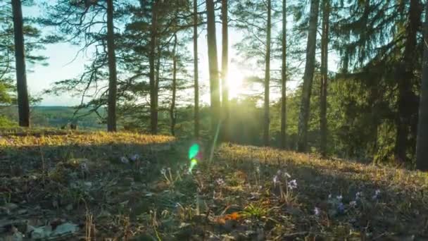 Paisaje Primavera Con Flores Sol Atardecer Lapso Tiempo — Vídeos de Stock