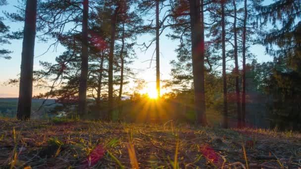 Paisaje Primavera Con Flores Sol Atardecer Lapso Tiempo — Vídeo de stock