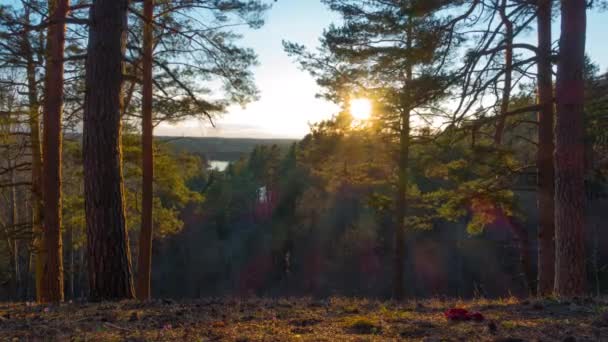 Vårlandskap Med Tall Och Sol Vid Solnedgången Time Lapse — Stockvideo