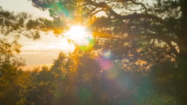 Ανοιξιάτικο Τοπίο Πεύκα Και Ήλιο Κατά Ηλιοβασίλεμα Χρονολήξη — Αρχείο Βίντεο