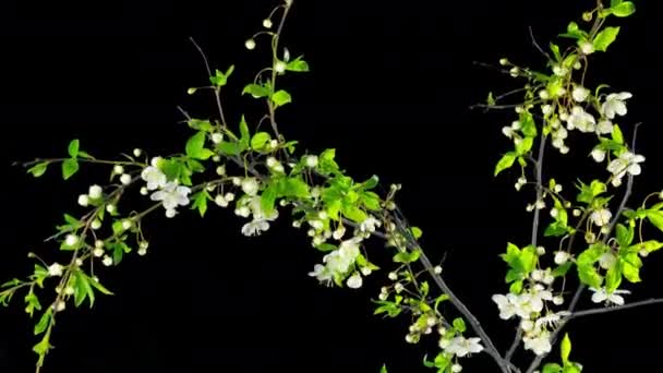树开花和褪色 时间与阿尔法通道 — 图库视频影像