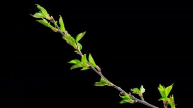 Baharda sakura açılış yaprakları, alfa kanalı ile zaman atlamalı