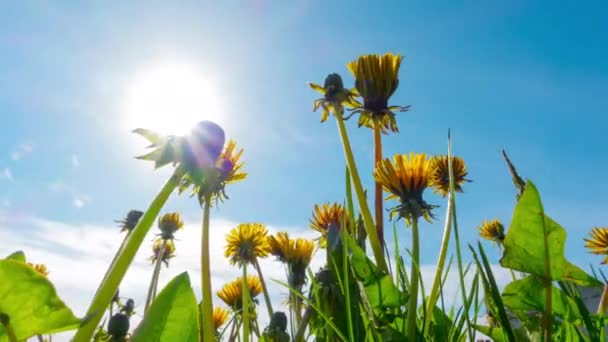 Los Dientes León Florecen Sol Lapso Tiempo — Vídeos de Stock