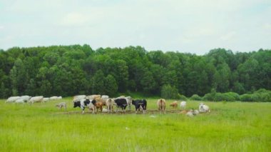 Bir çayırda otlayan inek sürüsü.