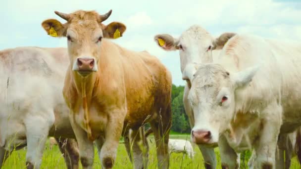 Любопытные Коровы Смотрят Камеру — стоковое видео