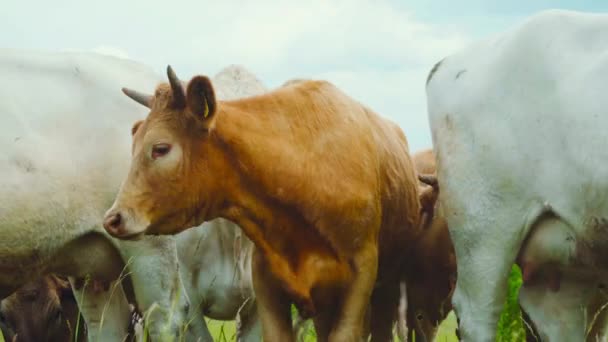Meraklı Inekler Kameraya Bakıyor — Stok video