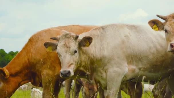 Las Vacas Curiosas Miran Cámara — Vídeos de Stock