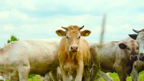 Neugierige Kühe Blicken Die Kamera — Stockvideo