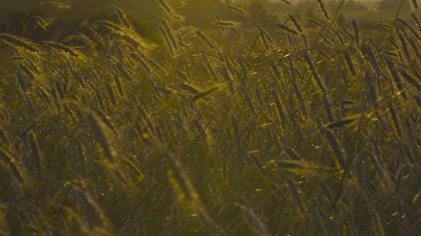 Campo Trigo Atardecer — Vídeo de stock