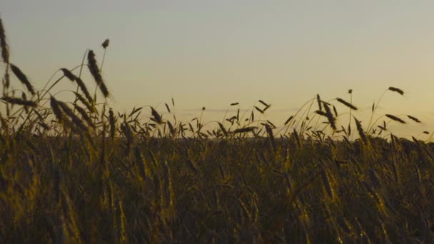 Поле Пшениці Заході Сонця — стокове відео