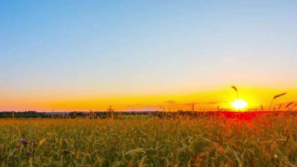 Пшеничное Поле Закат Временной Интервал — стоковое видео
