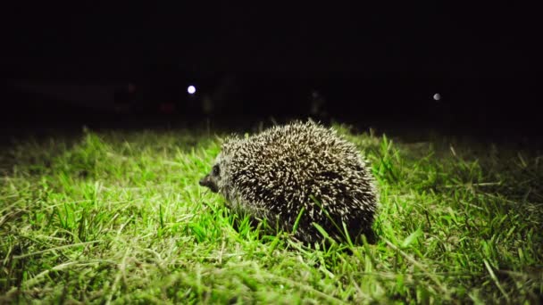 Een Kleine Egel Sneezes Kijkt Camera Dan Ontsnapt Duisternis — Stockvideo