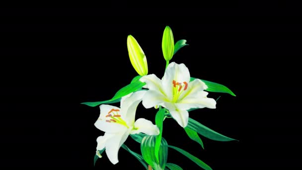 Lys blancs fleurissent, time-lapse avec canal alpha 