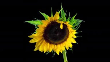 Ayçiçeği çiçekleri, alfa kanal ile zaman atlamalı