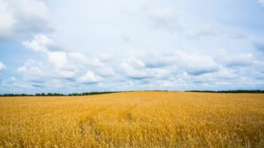 Buğday tarlası, zaman atlamalı yakınlaştırma 